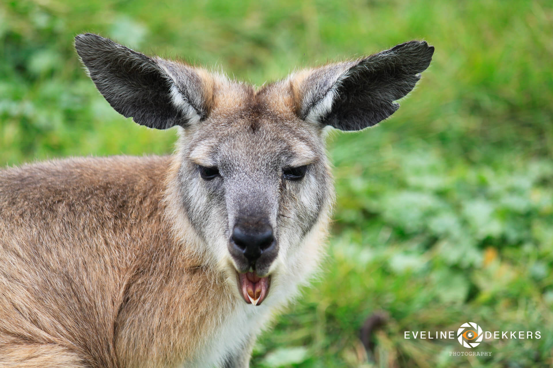 kangaroo-australia
