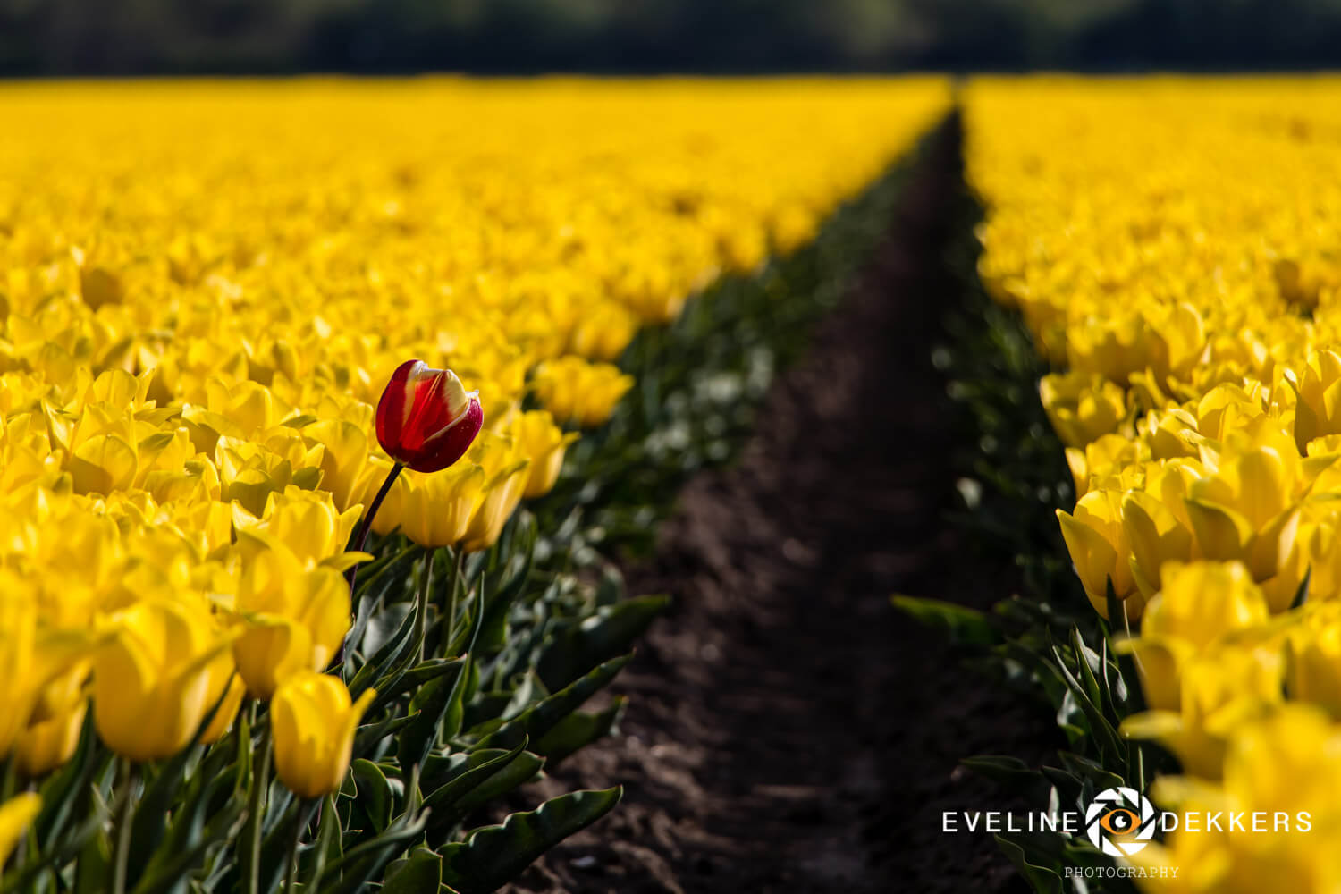 Red or yellow - The Netherlands