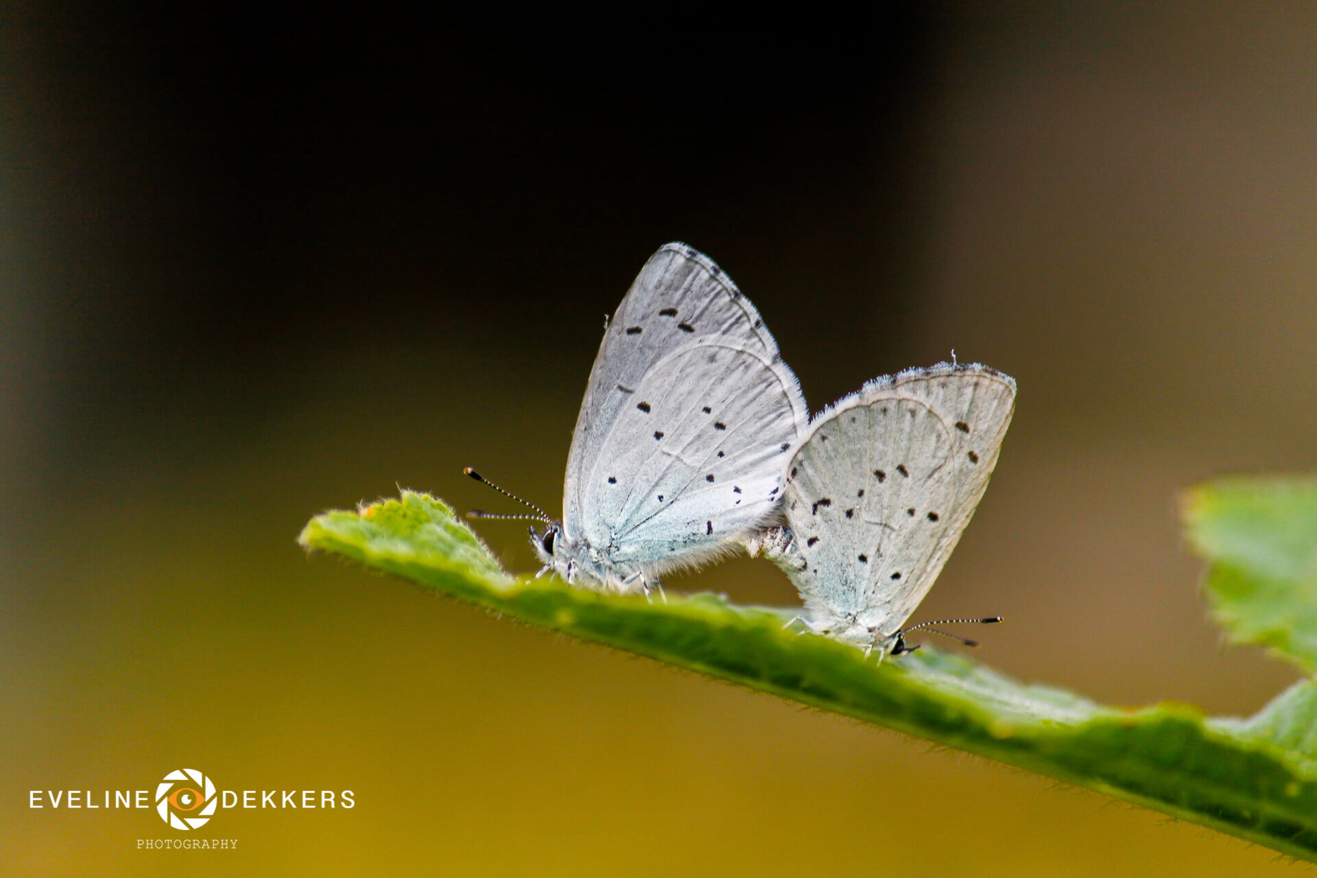 mating-holly-blues