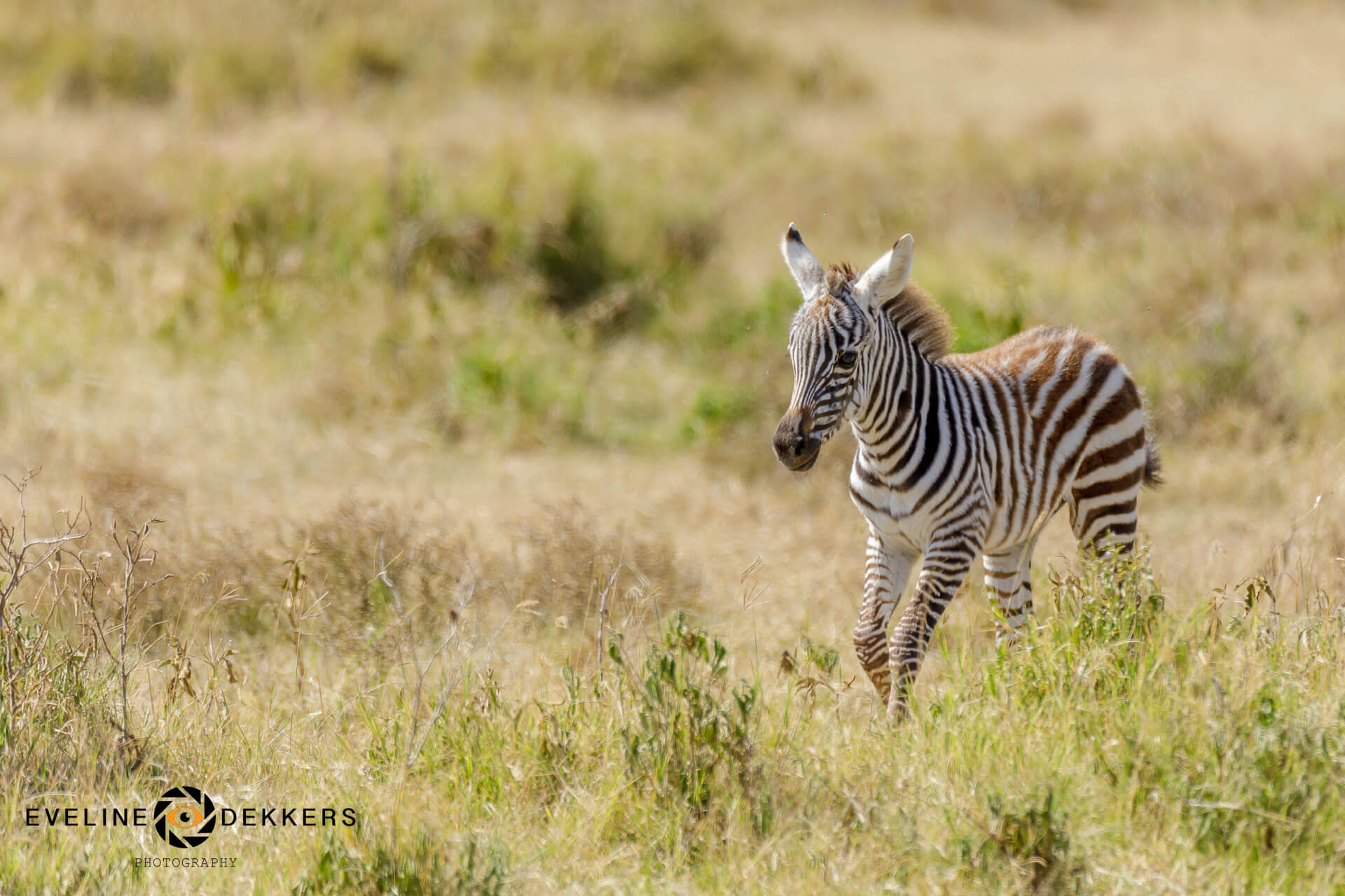 Baby zebra in Nakuru NP