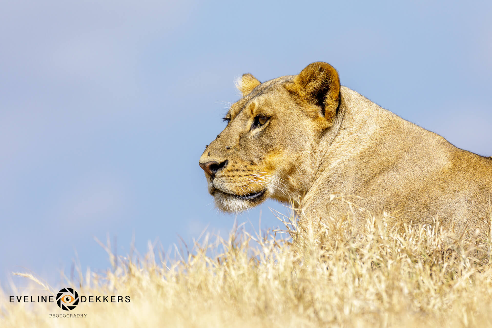 Leeuw in Nakuru NP